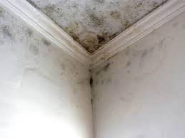 Trusted White Bear Lake, MN Mold Prevention & Removal  Experts