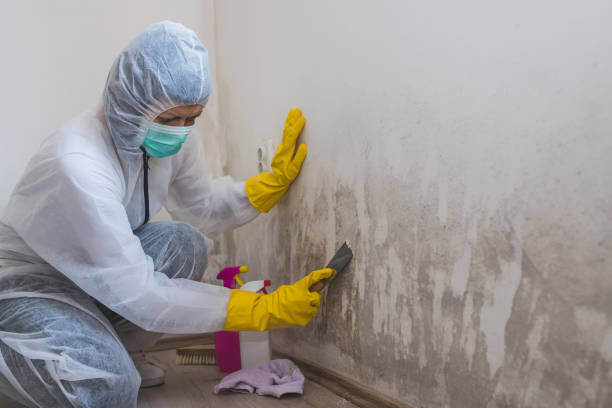 Best Mold Damage Restoration  in White Bear Lake, MN