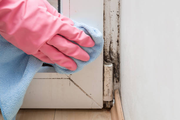 Best Environmental Consulting for Mold Prevention  in White Bear Lake, MN